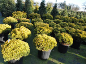 Сосна горная Гнездо (40/60,с5/10)