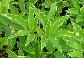 Бузина чёрная Наоми (40/60, с5) (szm)