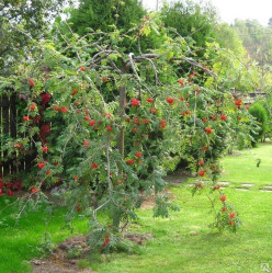 Рябина обыкновенная Диркени (Pa 200/220, с10) (szm/20)