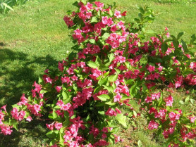Вейгела цветущая Бристол Руби (60/90, с5) ЦС