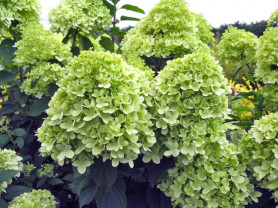 Гортензия метельчатая Лаймлайт (40/60, с15)