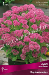 Седум телефиум Хербштфройде (1шт./уп.) (Солн.сад)