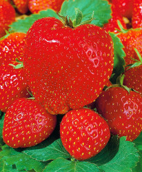 Земляника садовая Максим (Р9) (универс.,100-150гр) П.