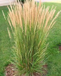 Вейник остроцветковый Карл Фоэрстер (c2-3л.) (п.лес.)