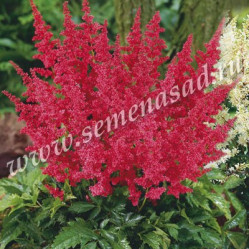 Астильба японская Монтгомери (темно-красн.) (V1,5л) П.
