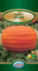 Тыква Атлант 5шт. (Поиск)