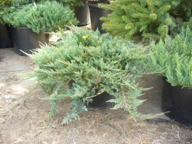 Можжевельник горизонтальный Блю Чип (20/30, c2/3) (sut/igl/19)