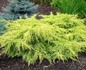 Можжевельник пфитзериана Голд Стар (30/40, с5)