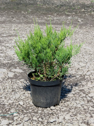 Можжевельник пфитзериана Минт Джулеп (50/60, с5)