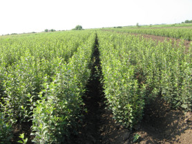 Кизильник блестящий (30/50, с2) ЦС