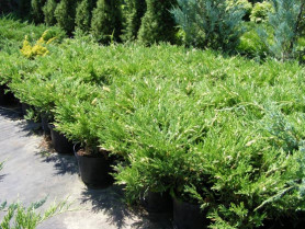 Можжевельник горизонтальный Андорра Компакт (40/60, c4)