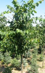 Липа мелколистная (170/200, с7,5) ЦС