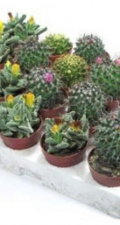 Маммиллярия микс (D-5, Н-10)