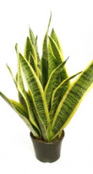 Сансевиерия Лауренти (D-12) 7цв.