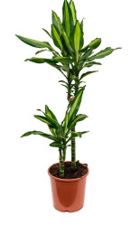 Драцена Фрагранс Чинто 3 ст (D-21,Н-85) 7цв.