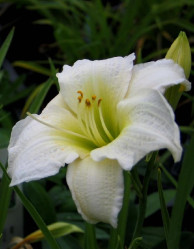 Лилейник гибр. Джентл Шеферд (1шт./уп.) (Солн.сад)