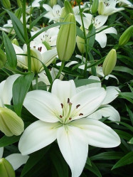 Лилия Йети (азиат.,бел.) 14/16 (2шт./уп.) (Солн.сад)