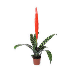 Вриезия Спленриет (D-9) 7цв.