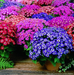 Цинерария в ас-те (D-12)