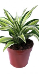 Драцена Фрагранс Малайка (D-12) 7цв.