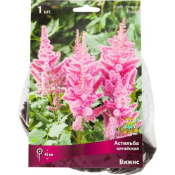 Астильба китайская Вижнс (1шт./уп.) (Солн.сад)