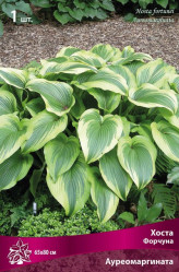 Хоста Форчуна Ауреомаргината (1шт./уп.) (Солн.сад)