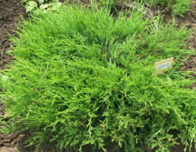 Можжевельник казацкий Мас (80/100, c20)