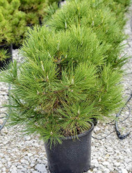 Сосна горная Мугус (30/50, c5) ЦС