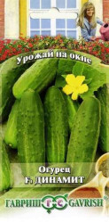 Огурцы Динамит F1 10шт. автор.(Уражай на окне) (Гавриш)