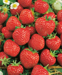 Земляника садовая Зенга Зенгана (Р9) (средн.,мороз.уст.) П.