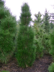 Сосна чёрная Грин Тауэр (40/60, c7,5) (pl)