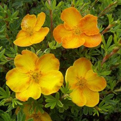 Лапчатка кустарниковая Сансет (30/50, с2/3) ЦС