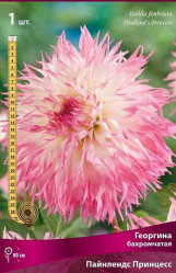 Георгина Пайнлендс Принцесс (1шт./уп.) (Солн.сад)