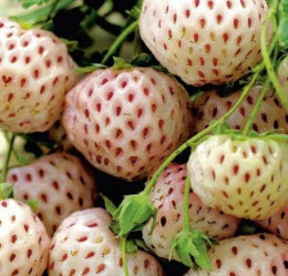 Земляника садовая Анабланка (Р9) (аром.ананас) П.