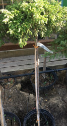 Можжевельник обыкновенный Голдшатц (Pa 80, с5)