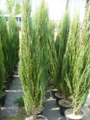 Можжевельник скальный Блю Арроу (40/60, с3) ЦС