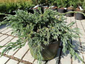 Можжевельник чешуйчатый Блю Карпет (30/40, c4)