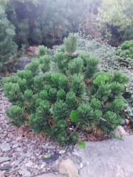 Сосна горная Гном (20/30, с5)