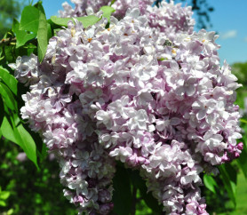 Сирень обыкновенная Генерал Першинг (St 60/80, c15)