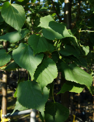 Липа мелколистная Гринспайер (350/+, 14/16, Т78)