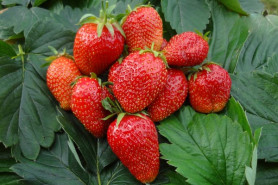 Земляника садовая Гаригуэтта (Р9) (аромат) П.