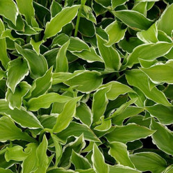 Хоста волнистая Альбомаргината (V2л) П.