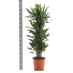 Драцена Фрагранс Чинто разветвленная (D-23,Н-90) 7цв.