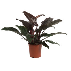 Филодендрон Империал Ред (D-19,Н-60) 7цв.