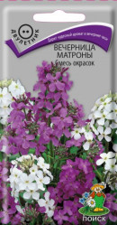 Вечерница Матроны Смесь окрасок двул. 0,3гр. (Поиск)