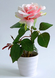 Роза в кашпо 1 цветок кремовая (PFH13053-11 BB613) 16-0068