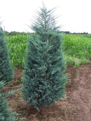 Можжевельник скальный Моонглоу (30/50, с3) к.тр.