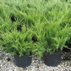 Можжевельник пфитзериана Минт Джулеп (35/45, с2)