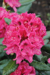Рододендрон гибридный Нова Зембла (очень зимост.) (30/50, с5)