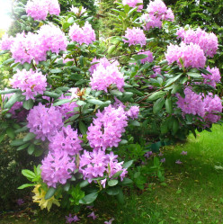 Рододендрон гибридный Розеум Элеганс (очень зимост.) (30/50, с5)